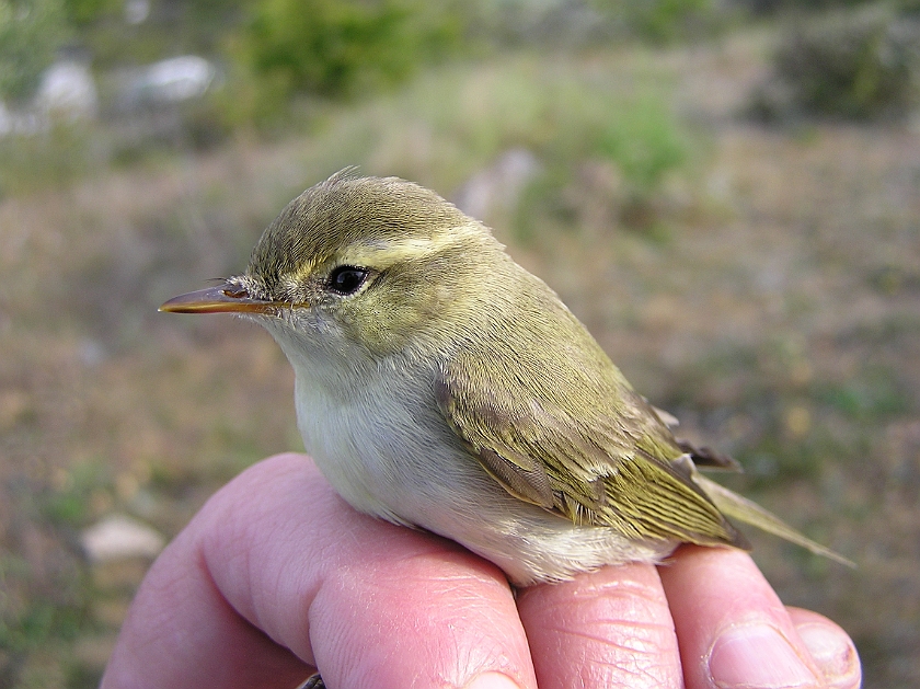 Greenish Warbler, Sundre 20110605